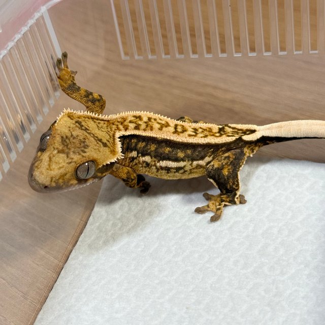100% Het Axanthic