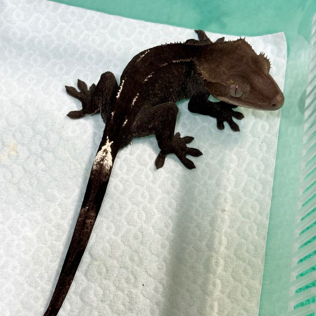 Axanthic