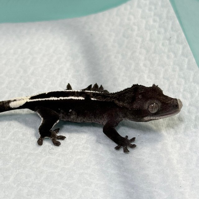 Axanthic