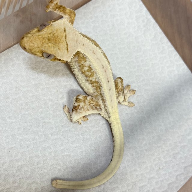 Lilly 100% Het Axanthic