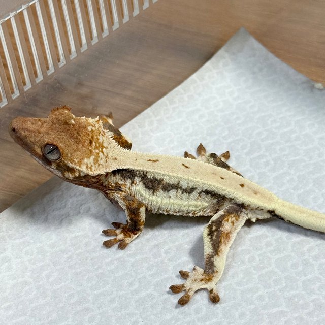 Lilly 100% Het Axanthic