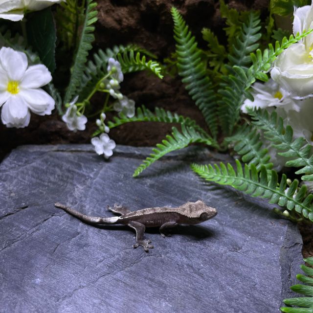 아잔틱