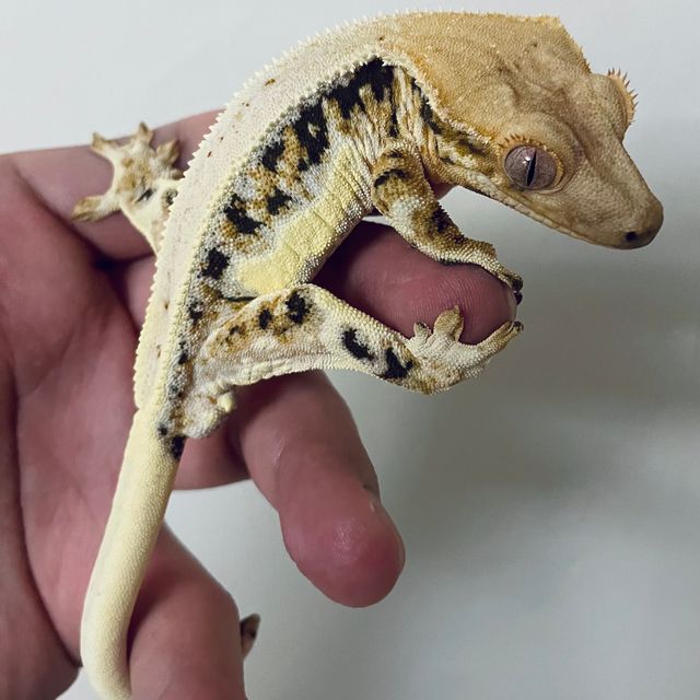 릴리화이트 트라이