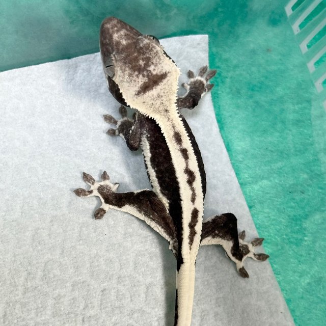 Lilly Axanthic