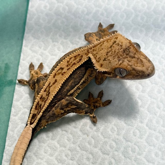 Full Pinstripe Quad 100% Het Axanthic