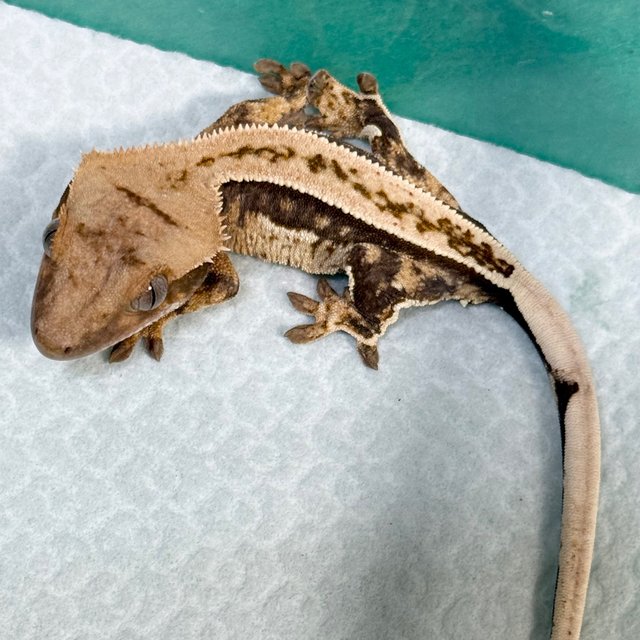 100% Het Axanthic