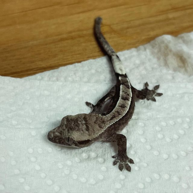 아잔틱