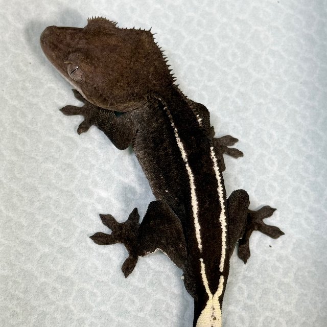 Axanthic