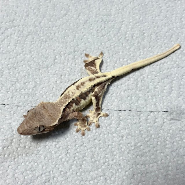 프라푸치노 100%헷아잔틱