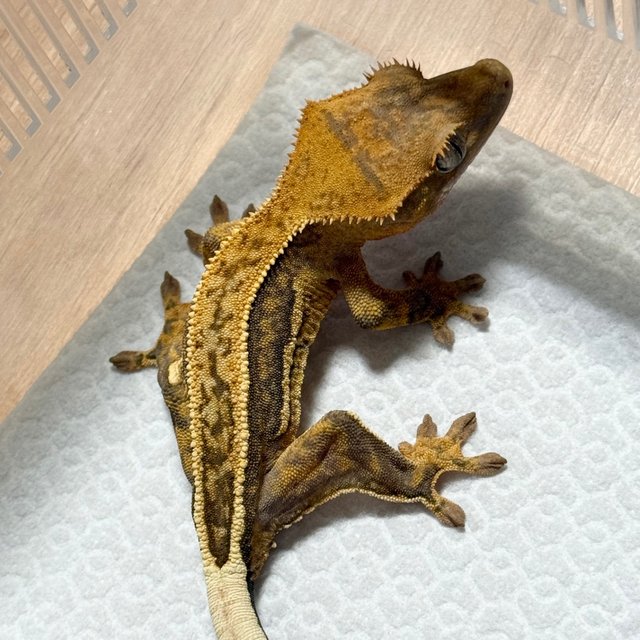 100% Het Axanthic Full Pinstripe Quad