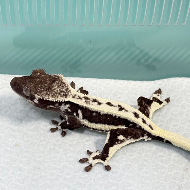 Lilly Axanthic