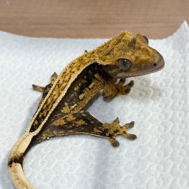 100% Het Axanthic Full Pinstripe Quad Empty Back