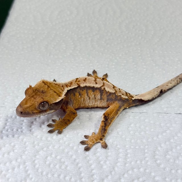 Tangerine Normal Tri Extreme Harlequin