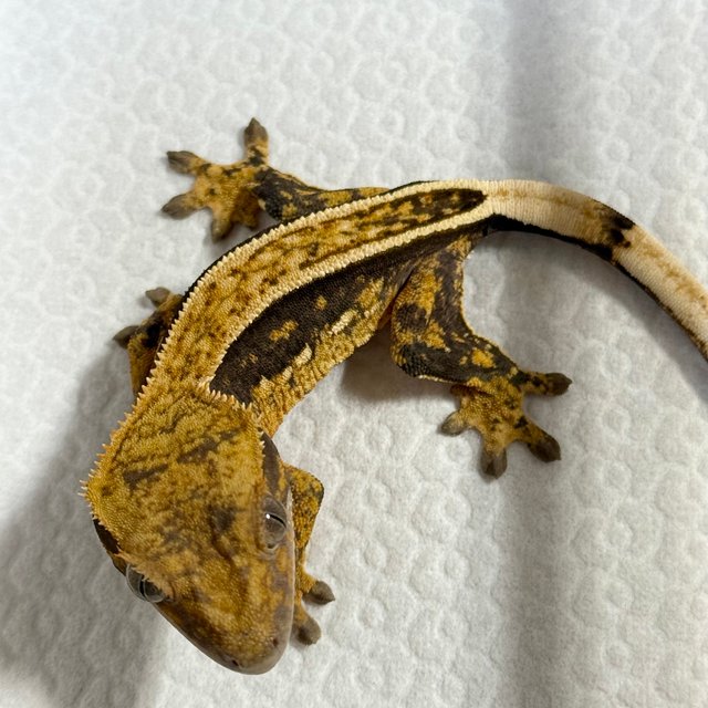 100% Het Axanthic Full Pinstripe Quad Empty Back