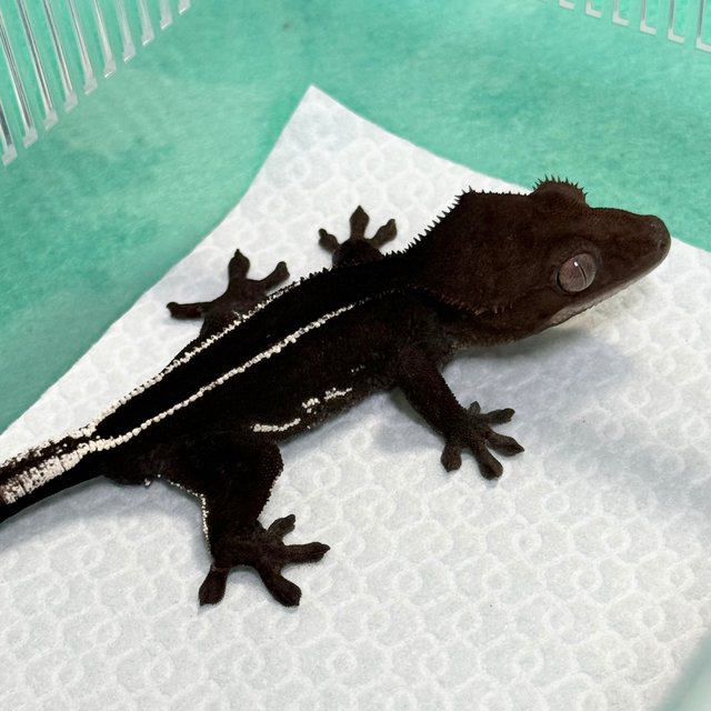 Axanthic