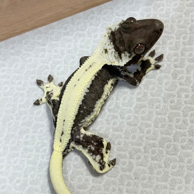 Lilly Axanthic