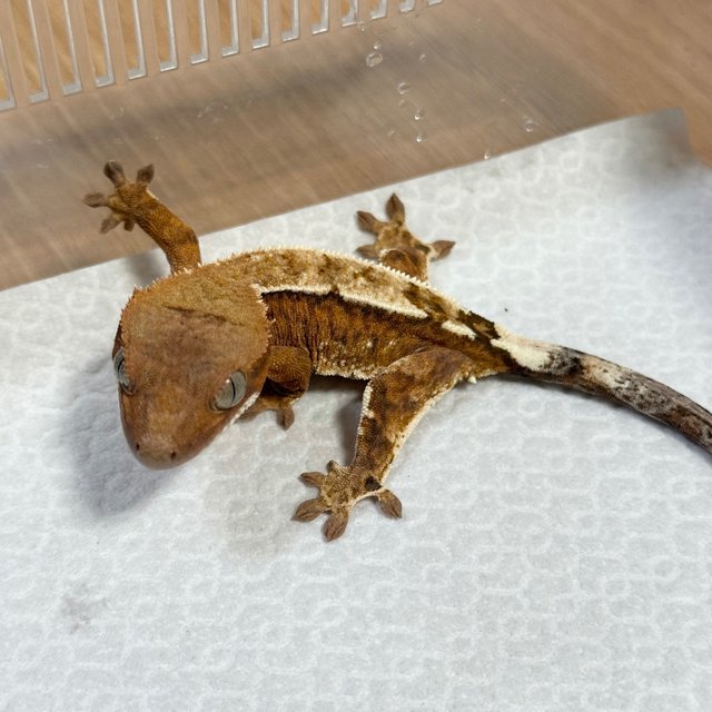Cappuccino 100% Het Axanthic