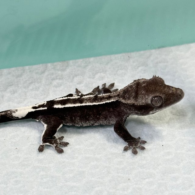 Axanthic