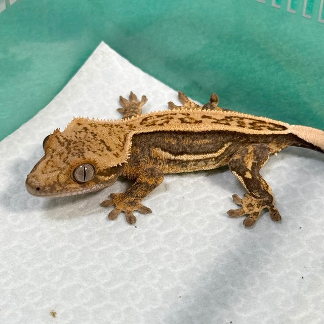 Full Pinstripe Quad 100% Het Axanthic