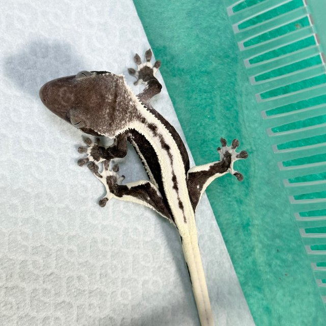 Lilly Axanthic