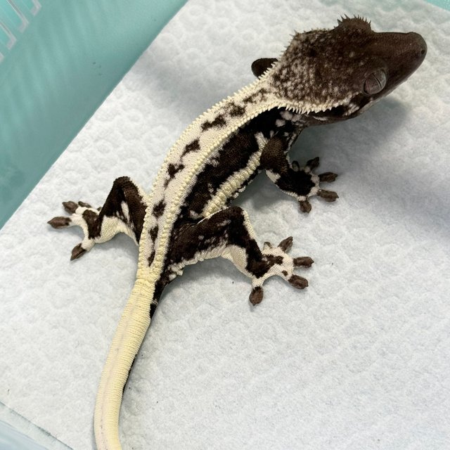 Lilly Axanthic