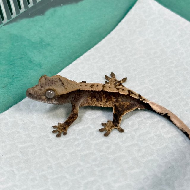 100% Het Axanthic