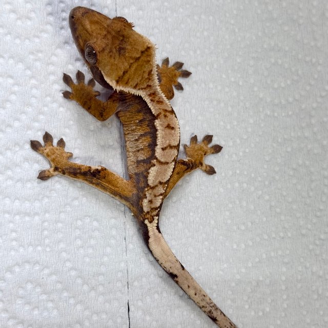 Tangerine Normal Tri Extreme Harlequin