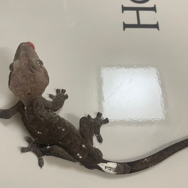 아잔틱 패턴리스