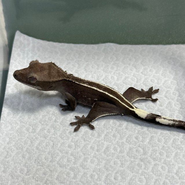 아잔틱 핀스트라이프