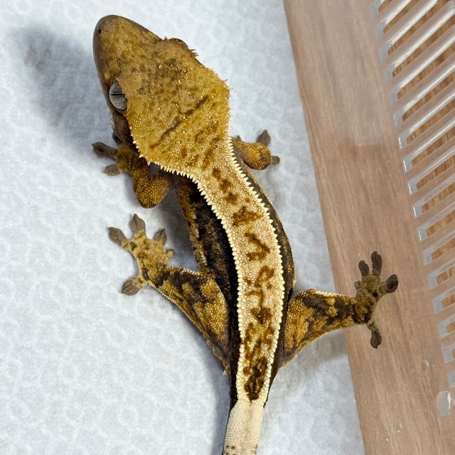 100% Het Axanthic