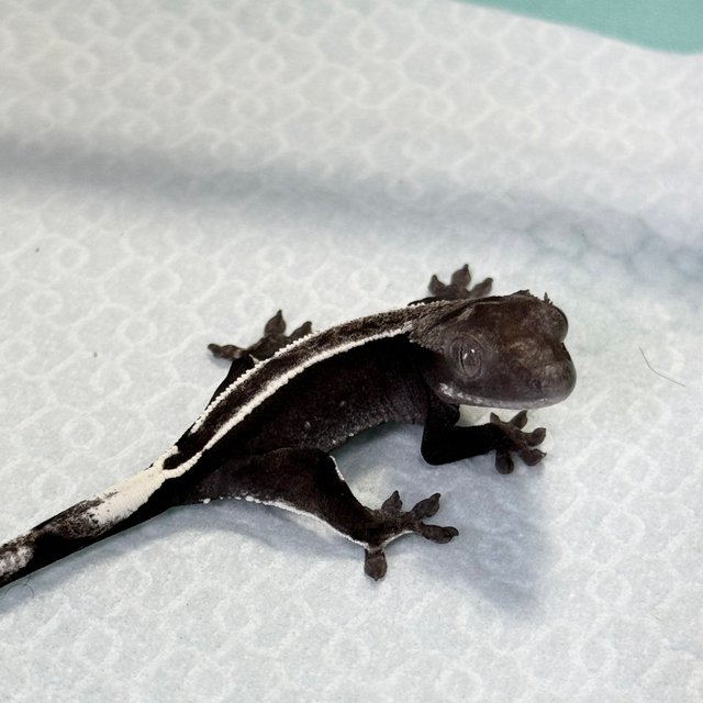 Axanthic