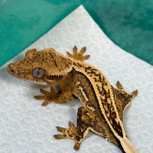 100% Het Axanthic