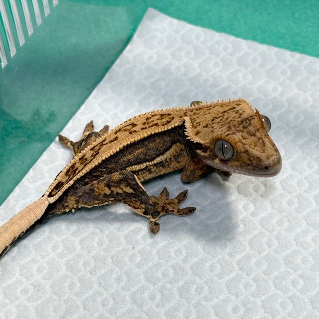 Full Pinstripe Quad 100% Het Axanthic