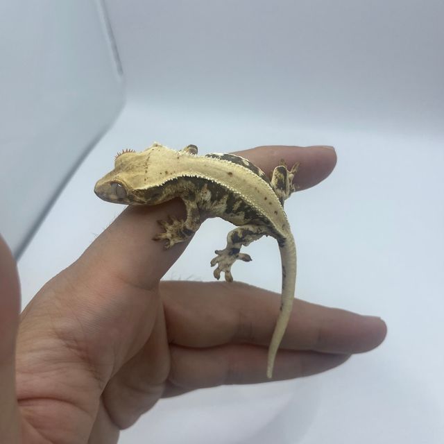 릴리화이트 트라이