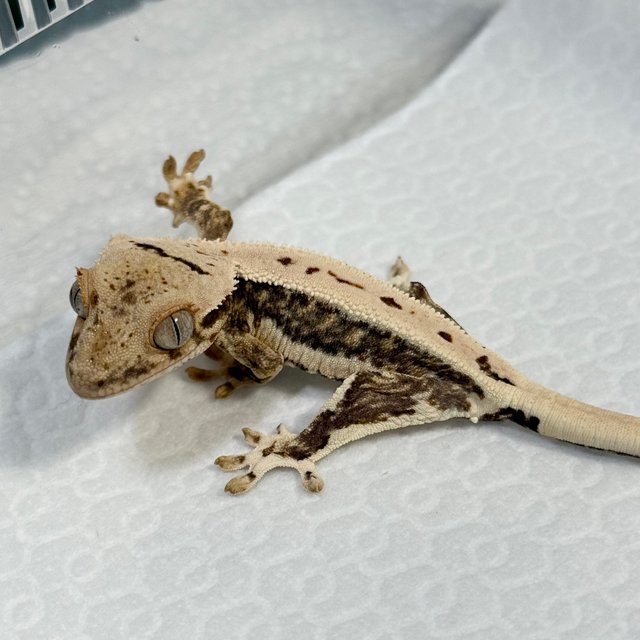Lilly 100% Het Axanthic