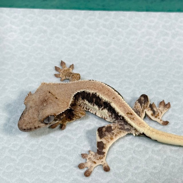 Lilly 100% Het Axanthic