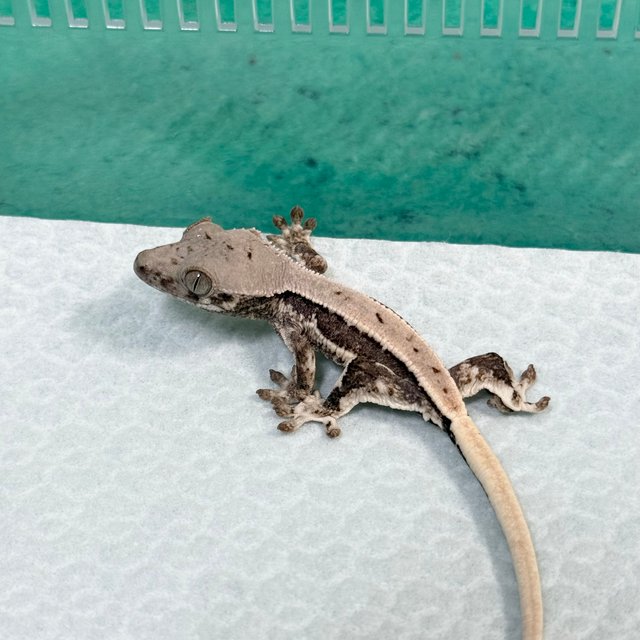 Lilly 100% Het Axanthic