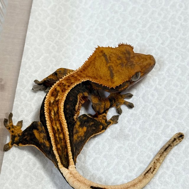Full Pinstripe 100% Het Axanthic Quad