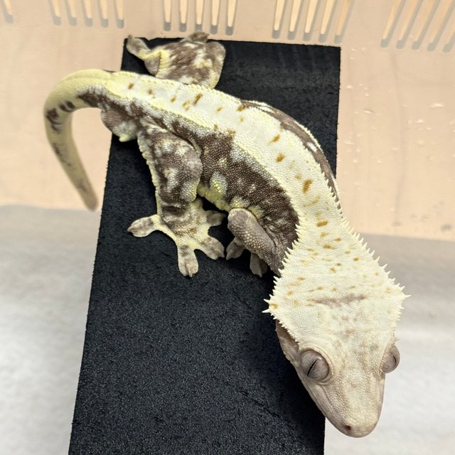 릴리100%헷아잔틱