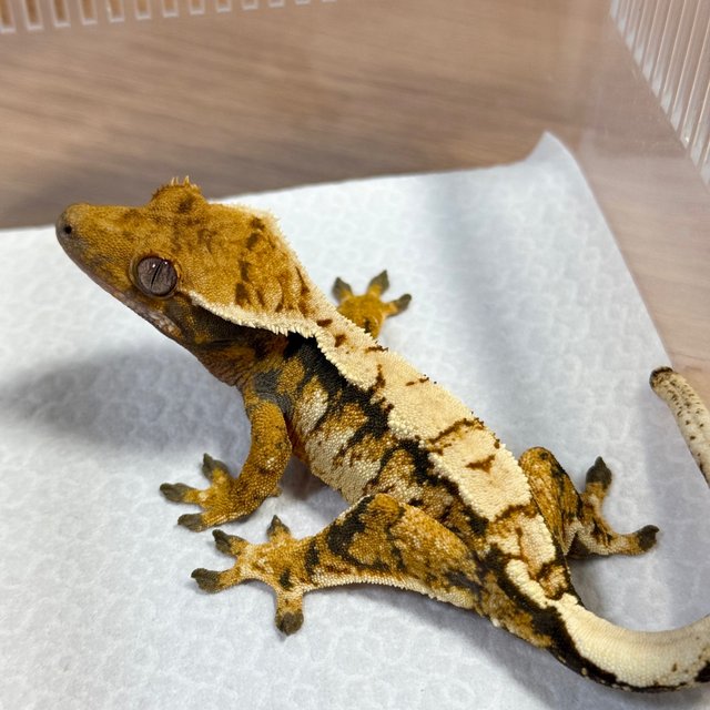Normal Tri Extreme Harlequin