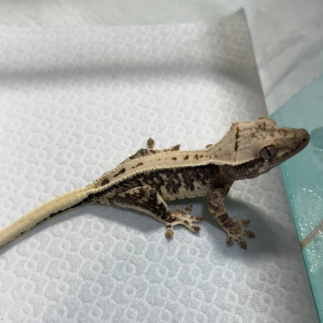 릴리100%헷아잔틱