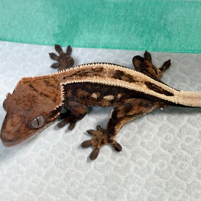 Full Pinstripe 100% Het Axanthic Sable