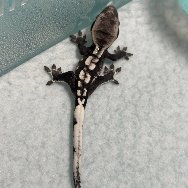 아잔틱