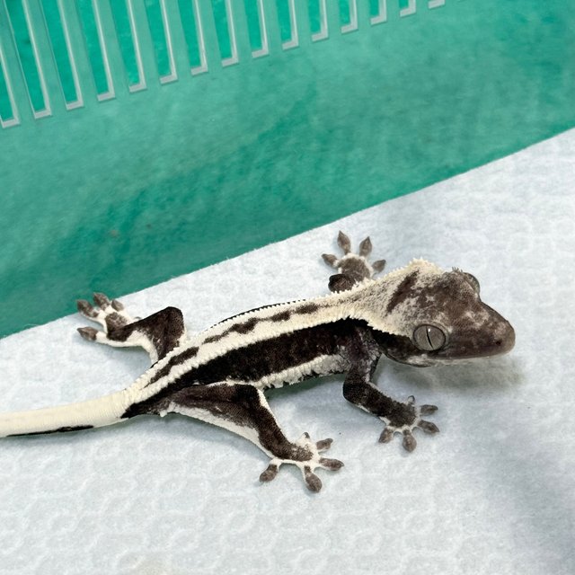 Lilly Axanthic