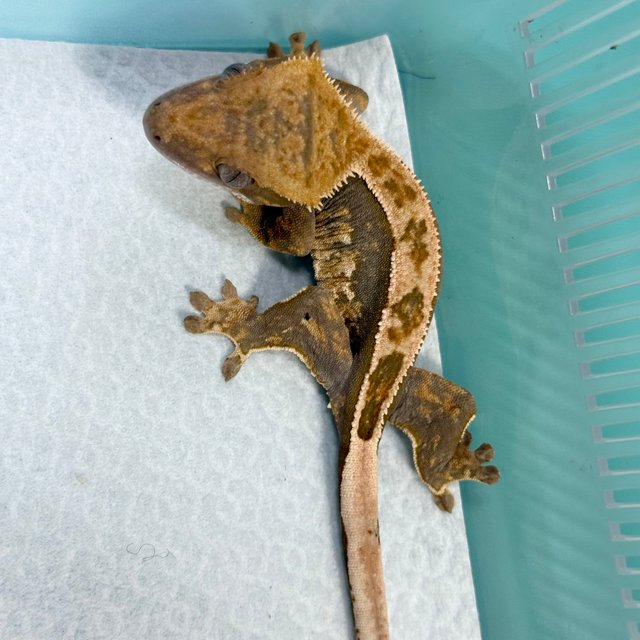 100% Het Axanthic