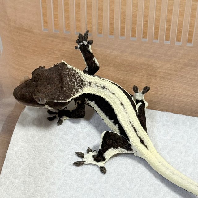 Lilly Axanthic