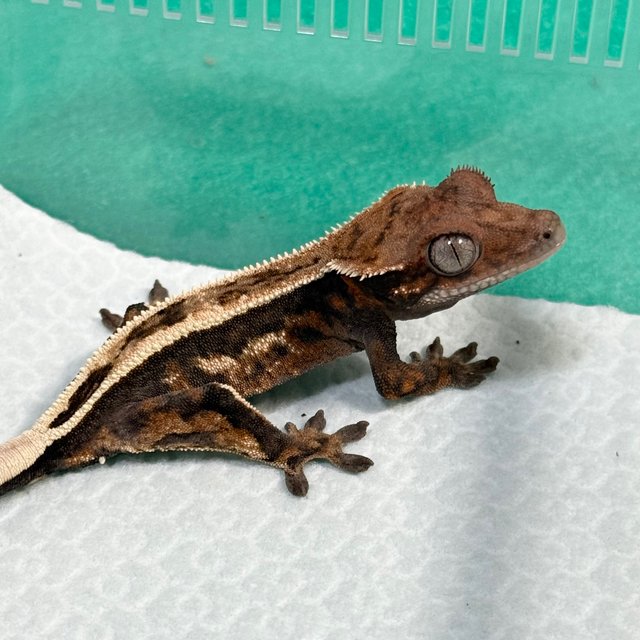 Full Pinstripe 100% Het Axanthic Sable