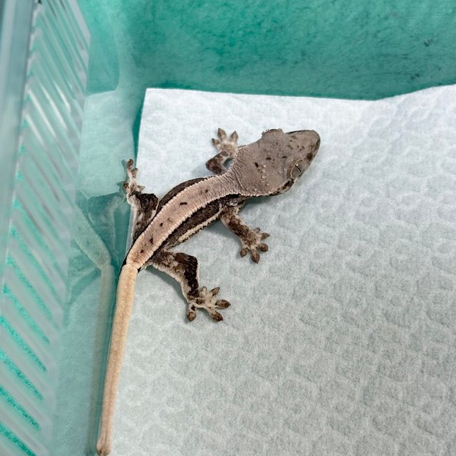 Lilly 100% Het Axanthic