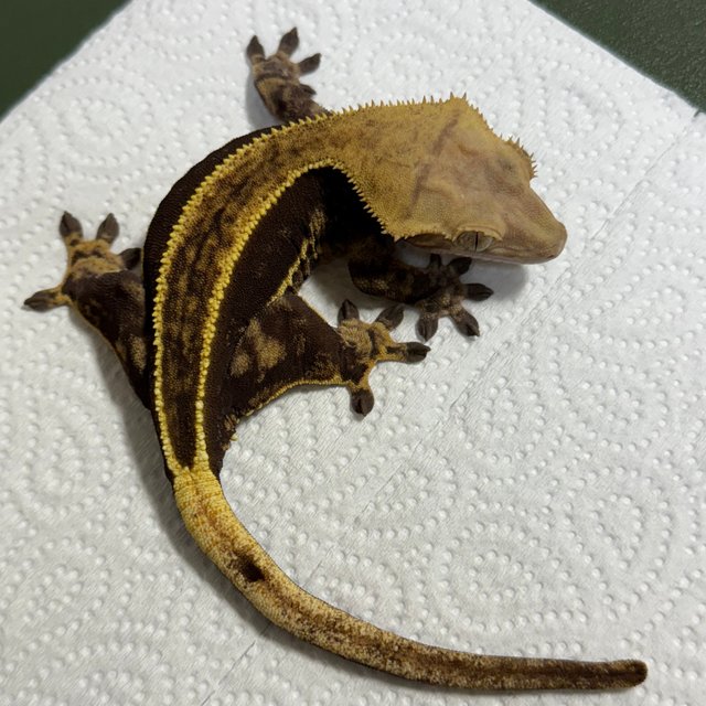 노멀 엠티백 쿼드 풀핀 다크