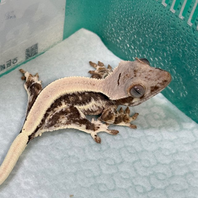 Lilly 100% Het Axanthic